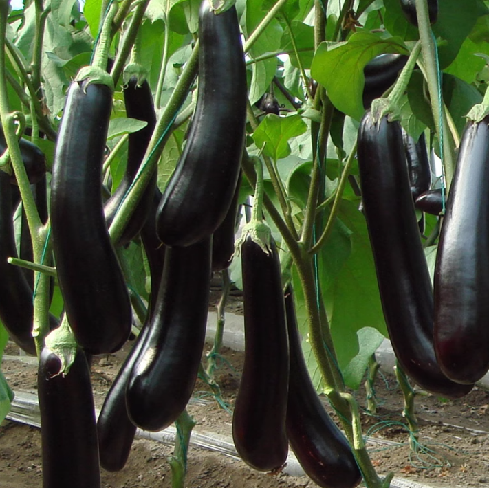东北茄子新鲜5斤东北黑长茄子农家自种龙江当季新鲜蔬菜紫茄子